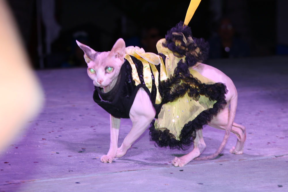 Pet Masquerade 2017 photo - Duval Street, Key West